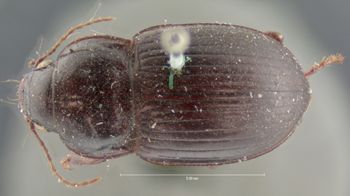 Media type: image;   Entomology 5685 Aspect: habitus dorsal view